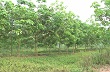 Huyện Mường Nhé: Trồng mới 350ha cây cao su